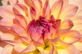 Dahlia flower Royalty Free Stock Photo