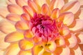 Dahlia flower Royalty Free Stock Photo