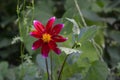 Dahlia flower with crimson petals and yellow core Royalty Free Stock Photo