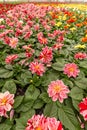 Dahlia flower cultivation