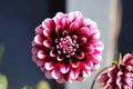 Dahlia flower daylight Royalty Free Stock Photo