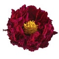 Dahlia flower dried, Red dahlia flower with yellow pollen isolated on white background, with clipping path Royalty Free Stock Photo