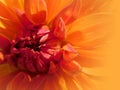 yellow orange dahlia flower close-up Royalty Free Stock Photo