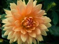 Dahlia flower, a garden cultivar with brigt orange petals, close up