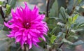 Dahlia flower garden with green leaves close-up photography. Natural garden with Beautiful dark pink and green leaves. Purple Royalty Free Stock Photo