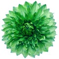 dahlia flower green. Flower isolated on a white background. No shadows with clipping path. Close-up. Royalty Free Stock Photo