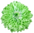 dahlia flower green. Flower isolated on a white background. No shadows with clipping path. Close-up. Royalty Free Stock Photo