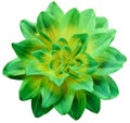 dahlia flower green-yellow. Flower isolated on white background. No shadows with clipping path. Close-up. Royalty Free Stock Photo