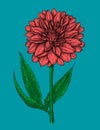 Dahlia flower hand drawn illustration Royalty Free Stock Photo