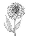 Dahlia flower hand drawn illustration Royalty Free Stock Photo