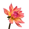 Dahlia flower head pink isolated on white background