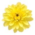 Dahlia flower head yellow isolated on white background. Spring time, garden