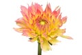 Dahlia flower head yellow-pink isolated on white background