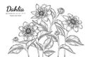 Dahlia flower and leaf hand drawn botanical illustration with line art on white backgrounds Royalty Free Stock Photo