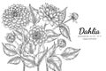 Dahlia flower and leaf hand drawn botanical illustration with line art on white backgrounds