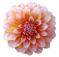Dahlia flower light pink-yellow,variegated flower, white background isolated with clipping path. Closeup.
