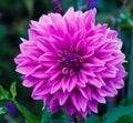 Dahlia Flower Mauve/purple