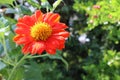 Dahlia flower orange blooming on green leaves and tree closeup in the garden. Royalty Free Stock Photo