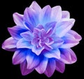 Dahlia flower pink-blue.  Flower isolated on the black background. No shadows with clipping path. Close-up. Royalty Free Stock Photo