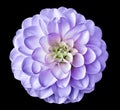 Dahlia flower pink. Flower isolated on the black background. Close-up. Nature. Royalty Free Stock Photo