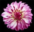 Dahlia flower pink. Flower isolated on the black background. No shadows with clipping path. Close-up. Nature Royalty Free Stock Photo