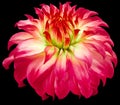 Dahlia flower pink.  Flower isolated on the black background. No shadows with clipping path. Close-up. Royalty Free Stock Photo