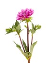 Dahlia flower. Pink Dahlia flower with green leaves, isolated on white background, with clipping path Royalty Free Stock Photo
