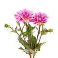 Dahlia flower. Pink Dahlia flower with green leaves, isolated on white background, with clipping path Royalty Free Stock Photo