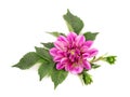 Dahlia flower. Pink Dahlia flower with green leaves, isolated on white background, with clipping path. Top view Royalty Free Stock Photo