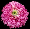 dahlia flower pink.. Flower isolated on the black background. No shadows with clipping path. Close-up. Royalty Free Stock Photo