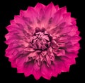 Dahlia flower pink. Flower isolated on a black background. No shadows with clipping path. Close-up. Royalty Free Stock Photo