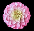 Dahlia  flower pink isolated on thr black background. No shadows with clipping path. Close-up. Royalty Free Stock Photo