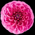 Dahlia flower pink-red.  Flower isolated on the black background. No shadows with clipping path. Close-up. Royalty Free Stock Photo