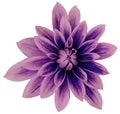 Dahlia flower pink-violet-blue big petals. white isolated background with clipping path. Closeup. no shadows. For design.