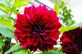 Dahlia flower with pink, yellow, red and burgundy petals and a yellow center on a bush Royalty Free Stock Photo