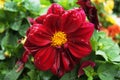 Dahlia flower with pink, yellow, red and burgundy petals and a yellow center on a bush Royalty Free Stock Photo