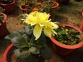 dahlia flower in pot in garden