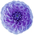 dahlia flower purple-blue. Flower isolated on a white background. No shadows with clipping path. Close-up. Royalty Free Stock Photo