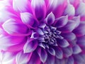 Dahlia flower, purple-blue-pink. Closeup. beautiful dahlia. side view flower, the far background is blurred, for design. Royalty Free Stock Photo