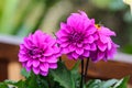 Dahlia Flower Royalty Free Stock Photo