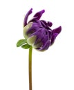 Dahlia flower, Purple dahlia flower isolated on white background, with clipping path Royalty Free Stock Photo