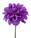 Dahlia flower, Purple dahlia flower isolated on white background, with clipping path