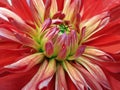 Dahlia flower red. Closeup. beautiful dahlia side view for design. Macro Royalty Free Stock Photo