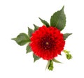 Dahlia flower. Red Dahlia flower with green leaves, isolated on white background, with clipping path. Top view Royalty Free Stock Photo