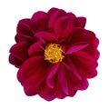 Dahlia flower, Red dahlia flower isolated on white background, with clipping path Royalty Free Stock Photo