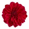 Dahlia flower, Red dahlia flower isolated on white background, with clipping path Royalty Free Stock Photo