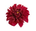 Dahlia flower, Red dahlia flower isolated on white background, with clipping path Royalty Free Stock Photo