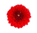 Dahlia flower. Red Dahlia flower isolated on white background, with clipping path. Top view Royalty Free Stock Photo