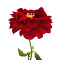 Dahlia flower, Red dahlia flower with yellow pollen isolated on white background, with clipping path