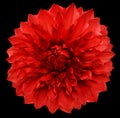 dahlia flower red. Flower isolated on a black background. No shadows with clipping path. Close-up. Royalty Free Stock Photo